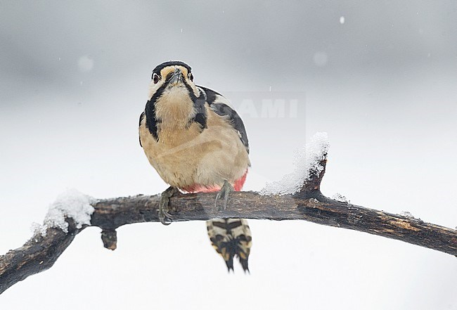 Great Spotted Woodpecker, Grote Bonte Specht stock-image by Agami/Alain Ghignone,