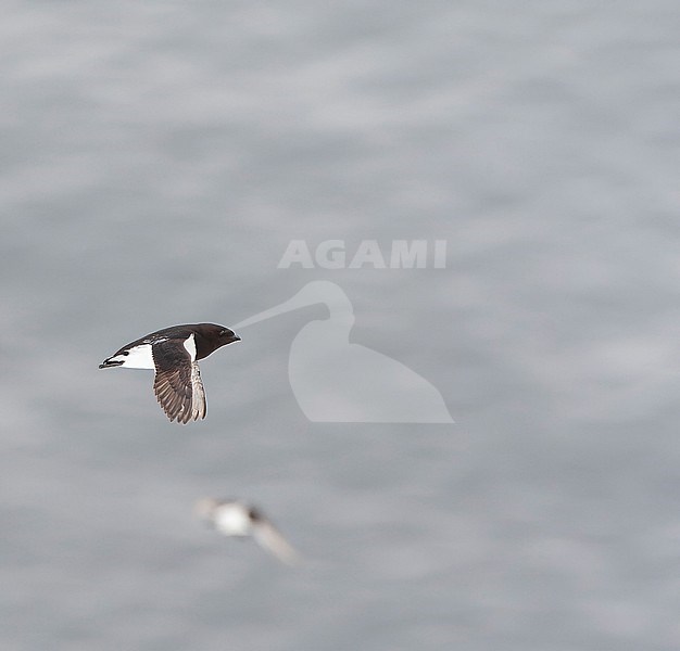 Little Auk (Alle alle) during summer on Spitsbergen, arctic Norway. stock-image by Agami/Marc Guyt,