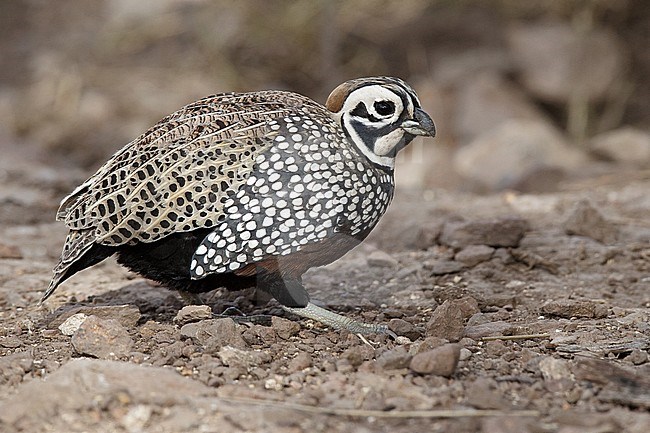 Adult male 
Jeff Davis Co., TX 
March 2010 stock-image by Agami/Brian E Small,