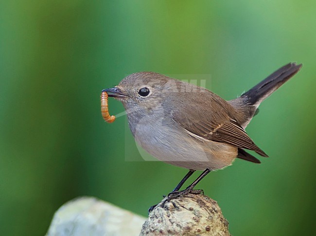 Taigavliegenvanger met voer, Taiga Flycatcher with food stock-image by Agami/Alex Vargas,