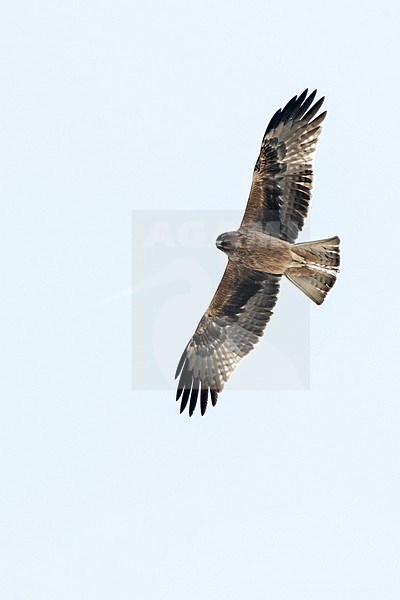 Dark phase Booted Eagle (Hieraaetus pennatus) on migration over Eilat Mountains, Eilat, Israel stock-image by Agami/Marc Guyt,