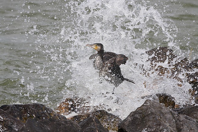 Aalscholver met golf, Great Cormorant in wave stock-image by Agami/Karel Mauer,