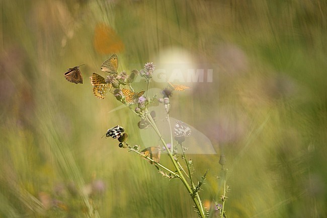 Bruin zandoogje / Meadow Brown (Maniola jurtina) stock-image by Agami/Rob de Jong,