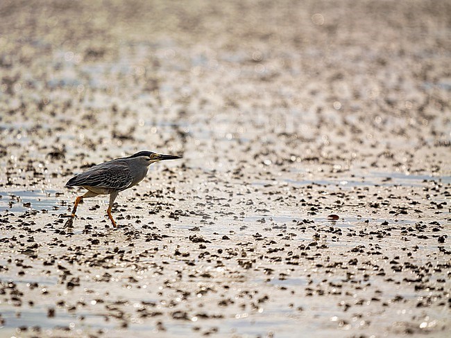 Striated Heron, Butorides striata;
Green-backed heron stock-image by Agami/Hans Germeraad,