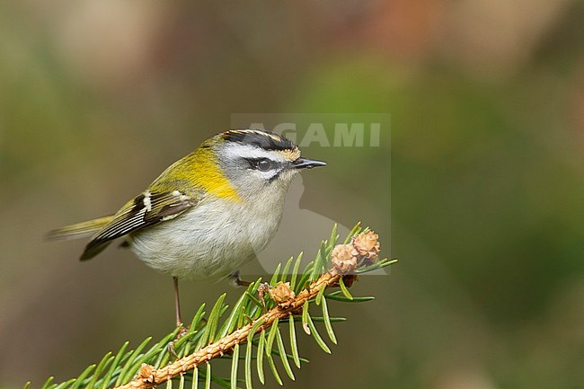 Firecrest - Sommergoldhähnchen - Regulus ignicapilla ssp. ignicapilla, Germany stock-image by Agami/Ralph Martin,