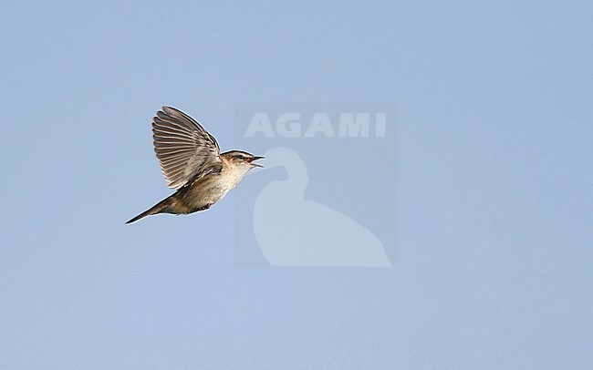 Sedge Warbler, Acrocephalus schoenobaenus, in display flight at Holmegårds Mose, Denmark stock-image by Agami/Helge Sorensen,