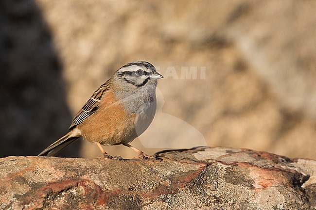 Rock Bunting -Zippammer - Emberiza cia ssp. cia, Spain, adult male stock-image by Agami/Ralph Martin,