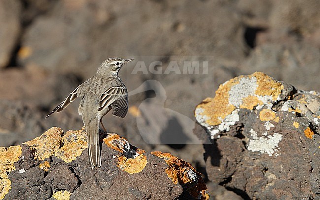 Berthelot's Pipit (Anthus berthelotii berthelotii) perched on a rock at la Rasca, Tenerife, Canary Islands stock-image by Agami/Helge Sorensen,