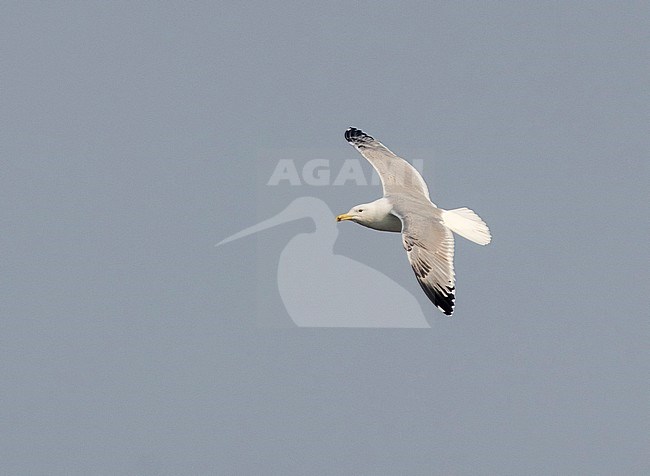 Third winter Caspian Gull (Larus cachinnans) showing upperwing and advanced moulted tail in The Netherlands stock-image by Agami/Edwin Winkel,