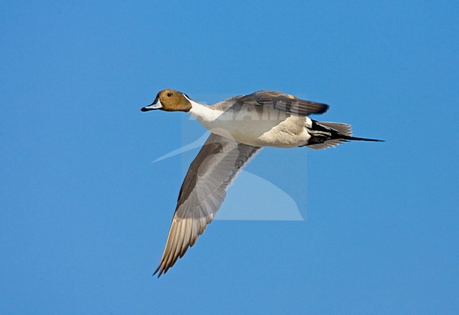 Northern Pintail male flying; Pijlstaart man vliegend stock-image by Agami/Marc Guyt,