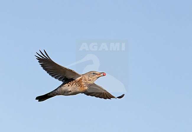 Kramsvogel met bes in de vlucht; Fieldfare with berry in flight stock-image by Agami/Markus Varesvuo,