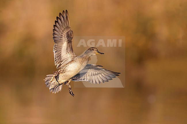 Eurasian Teal (Anas crecca) in Italy. stock-image by Agami/Daniele Occhiato,