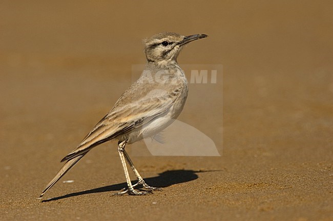 Greater Hoopoe Lark adult standing; Witbandleeuwerik volwassen staand stock-image by Agami/Harvey van Diek,