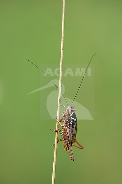 Greppelsprinkhaan; Roesel's bush-cricket; stock-image by Agami/Walter Soestbergen,