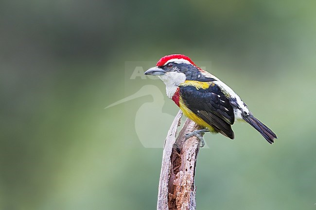 Birds of Peru, the Scarlet-banded Barbet stock-image by Agami/Dubi Shapiro,