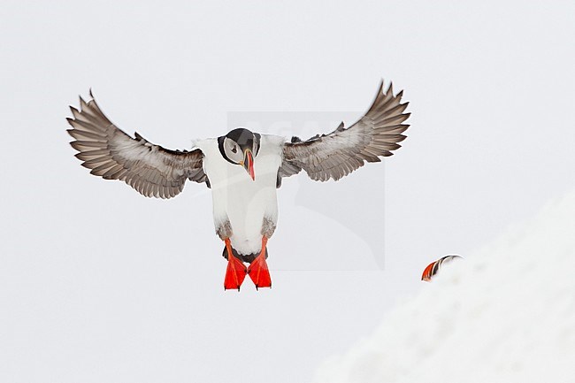 Papegaaiduker vliegend, Atlantic Puffin flying stock-image by Agami/Danny Green,