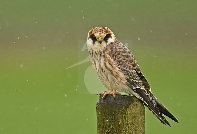 Falco vespertinus stock-image by Agami/Eduard Sangster,