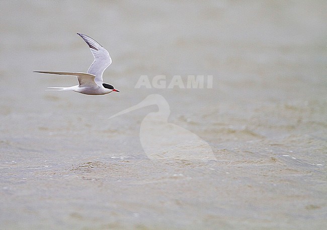 Visdief volwassen vliegend; Common Tern adult flying stock-image by Agami/Menno van Duijn,