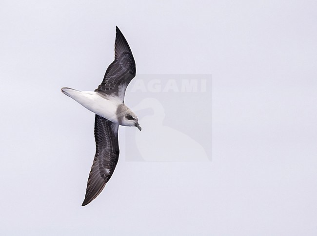 Soft-plumaged Petrel (Pterodroma mollis) in flight over the Pacific ocean near Rapa island in French Polynesia. stock-image by Agami/Yann Muzika,