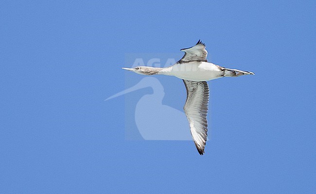 Red-throated Loon (Gavia stellata) in flight against blue sky as background. Migrating over the sea past Monterey, California in the United States. stock-image by Agami/Brian Sullivan,