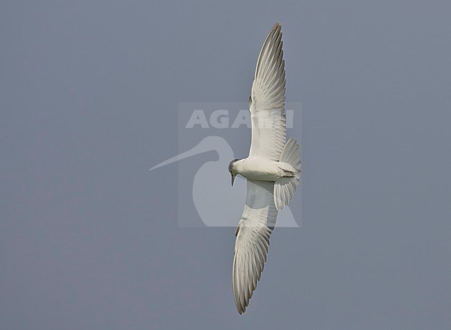 Juveniele Witwangstern in vlucht, Juvenile Whiskered Tern in flight stock-image by Agami/Markus Varesvuo,