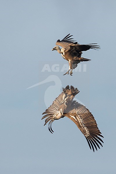 Eurasian Griffon Vulture - Gänsegeier - Gyps fulvus ssp. fulvus, Spain, adult stock-image by Agami/Ralph Martin,