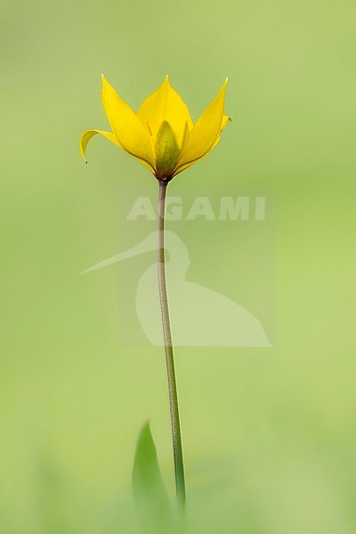 Wild Tulip, Tulipa sylvestris stock-image by Agami/Wil Leurs,