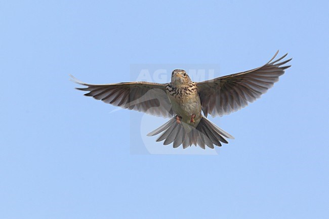 Veldleeuwerik; Eurasian Skylark stock-image by Agami/Daniele Occhiato,