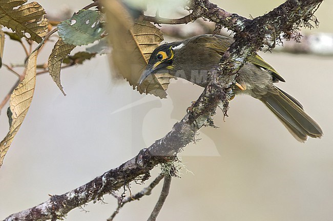 Black-throated Honeyeater (Caligavis subfrenata)Perched on a branch in Papua New Guinea stock-image by Agami/Dubi Shapiro,