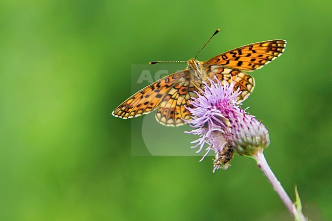 Zilveren Maan zittend op bloem onder aanzicht, Small Pearl-bordered Fritillary sitting on flower from below stock-image by Agami/Martijn Verdoes,