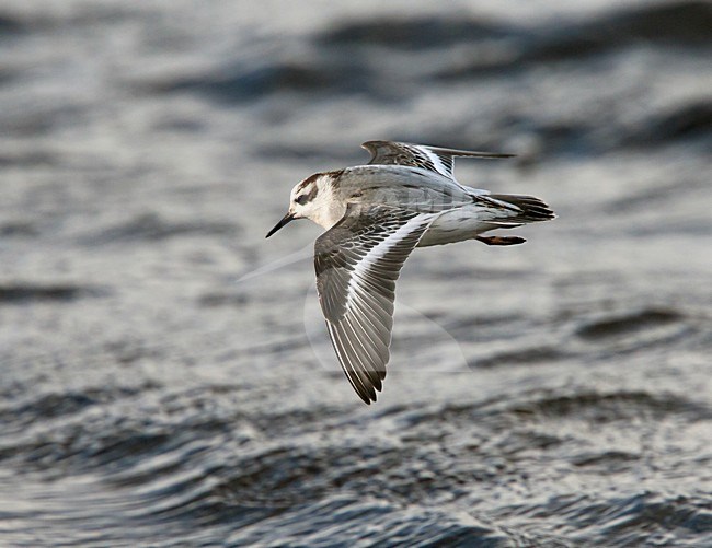 Rosse Franjepoot; Grey Phalarope; Phalaropus fulicarius stock-image by Agami/Hugh Harrop,