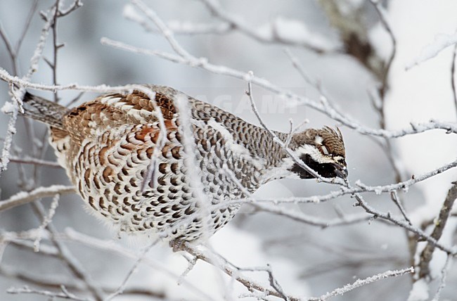 Mannetje Hazelhoen foeragerend in besneeuwde struiken; Male Hazel Grouse feeding in snow covered trees stock-image by Agami/Markus Varesvuo,