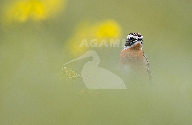 Whinchat, Saxicola rubetra, in Italy. stock-image by Agami/Daniele Occhiato,