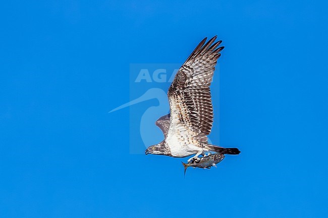 Juvenile American Osprey (Pandion haliaetus carolinensis) flying with a prey in Cape May, New Jersey, USA. stock-image by Agami/Vincent Legrand,