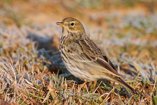 Graspieper in zit; Meadow Pipit perched stock-image by Agami/Daniele Occhiato,