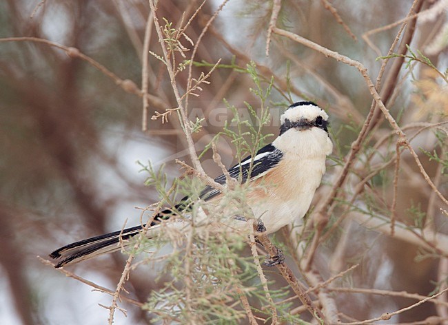 Mannetje Maskerklauwier; Male Masked Shrike stock-image by Agami/Markus Varesvuo,