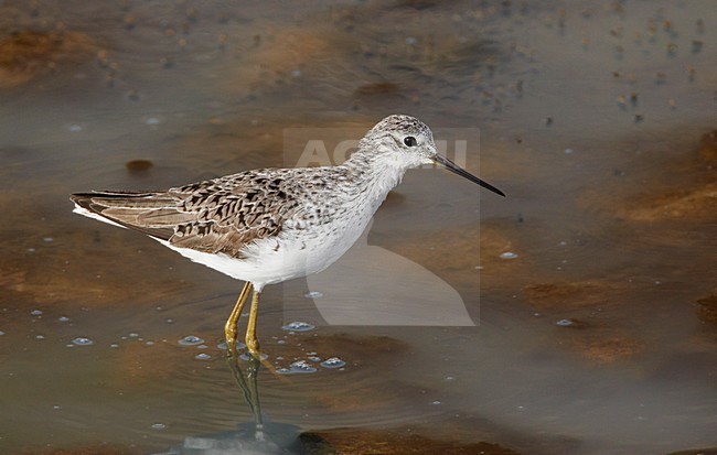 Poelruiter foeragerend; Marsh Sandpiper feeding stock-image by Agami/Markus Varesvuo,