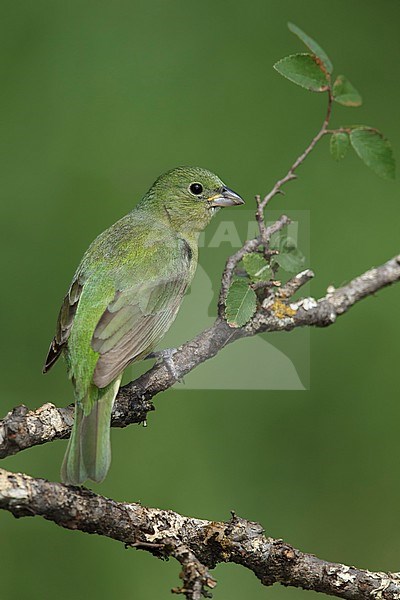 Adult female Painted Bunting (Passerina ciris) perched on a branch in Galveston County, Texas, USA. stock-image by Agami/Brian E Small,