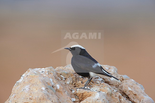 Adult White-crowned Wheatear (Oenanthe leucopyga) in winter plumage perched on a rock stock-image by Agami/Arie Ouwerkerk,