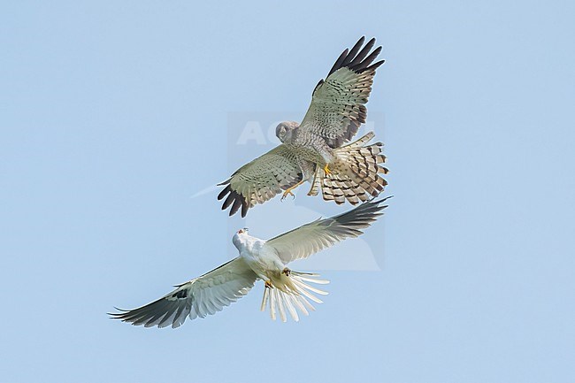 Adult males
Galveston Co., TX
May 2023 stock-image by Agami/Brian E Small,