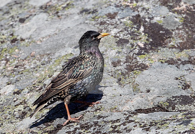 Spreeuw op een rots; Common Starling perched on a rock stock-image by Agami/Markus Varesvuo,