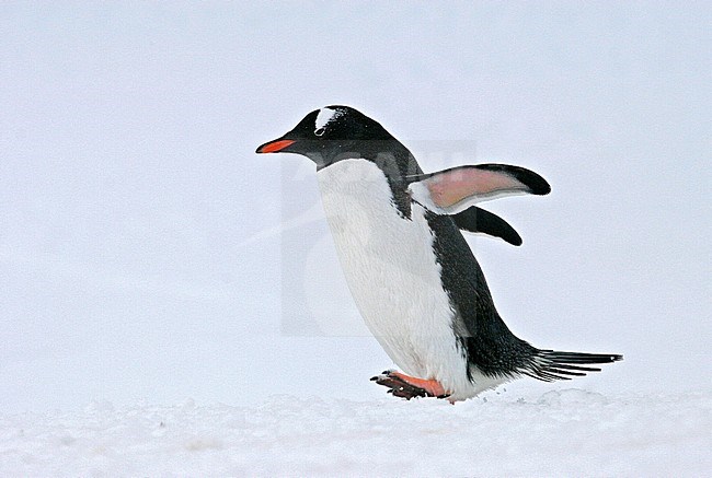 Gentoo Penguin (Pygoscelis papua) walking through the snow. stock-image by Agami/Pete Morris,