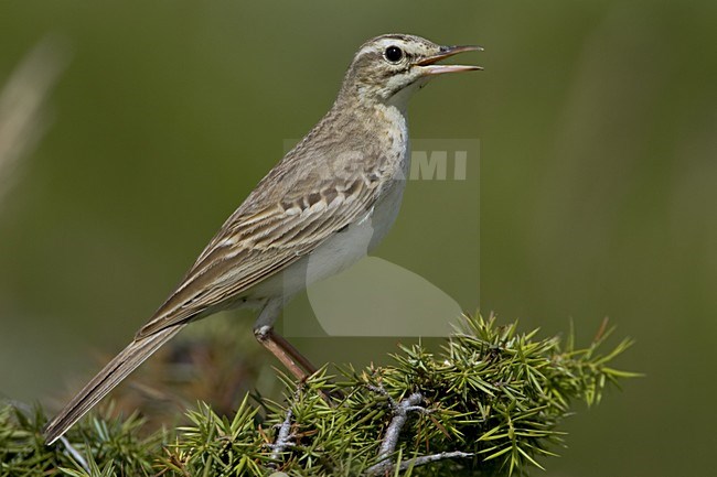 Tawny Pipit perched in a tree; Duinpieper zittend in een boom stock-image by Agami/Daniele Occhiato,