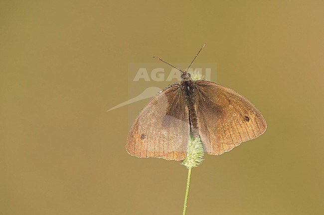 bruin zandoogje; meadow brown; stock-image by Agami/Walter Soestbergen,