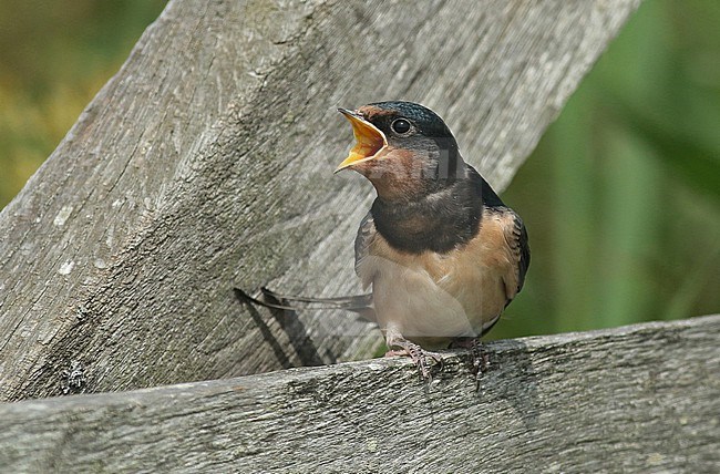 Juvenile Barn Swallow begging for food on a wooden fence next to a meadow stock-image by Agami/Renate Visscher,