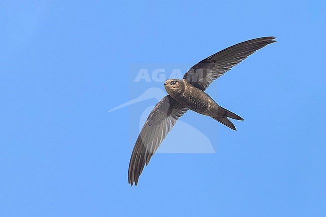 Plain Swift, Apus unicolor, on Madeira island, Portugal. stock-image by Agami/Daniele Occhiato,