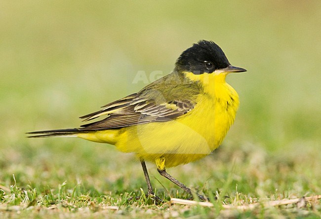 Balkankwikstaart volwassen; Black-headed Wagtail adult stock-image by Agami/Marc Guyt,