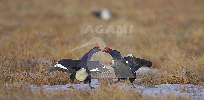 Black Grouse males lekking; Korhoen mannetjes baltsend stock-image by Agami/Jari Peltomäki,