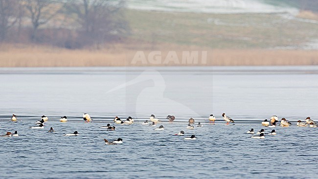 Flcok of Goosanders (Mergus merganser merganser) swimming in a partial frozen lake in Germany. stock-image by Agami/Ralph Martin,