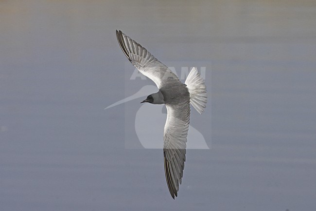 White-winged Tern adult summer-plumage flying, Witvleugelstern adult zomerkleed vliegend stock-image by Agami/Jari Peltomäki,